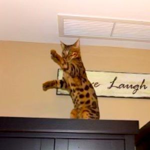 Meet your Posher, Dale